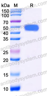 Recombinant Human CD79&beta;/CD79B Protein, C-Fc (Active)