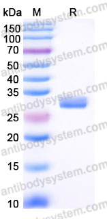 SDS-PAGE for Recombinant Human TNFSF9/4-1BBL Protein, N-His-Flag (Active) ?>