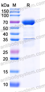 Recombinant Human ADCYAP1R1 Protein, C-Fc (Active)