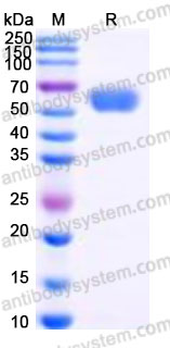 Biotinylated Human CD86/B7-2 Protein, C-Avi-His