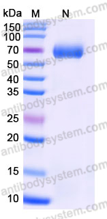 Recombinant Human GLP1R Protein, C-Fc (Active)