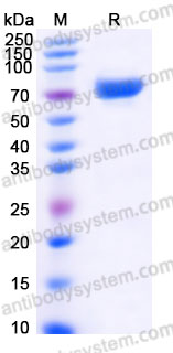 Biotinylated Human CD134/TNFRSF4/OX40 Protein, C-Fc-Avi