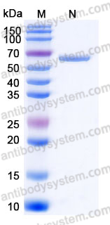 Recombinant Human CD134/TNFRSF4/OX40 Protein, C-Fc (Active)
