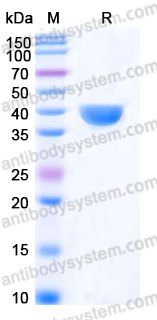 Recombinant Human CD134/TNFRSF4/OX40 Protein, C-His (Active)