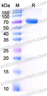 Recombinant Human CD134/TNFRSF4/OX40 Protein, C-mFc (Active)