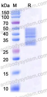 Recombinant Human GCGR Protein, C-His (Active)
