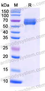 Recombinant Human GCGR Protein, C-Fc (Active)