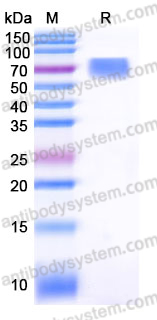 Recombinant Human IFNAR2 Protein, C-Fc (Active)