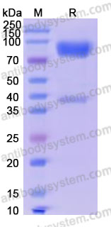 Biotinylated Human GPC3/Glypican 3 Protein, C-His-Avi