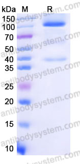 Recombinant Human GPC3/Glypican 3 Protein, C-Fc (Active)