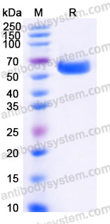 Biotinylated Human CD172a/SIRPA Protein, C-His-Avi
