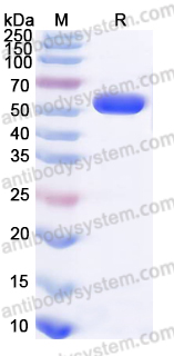Recombinant Human CD172a/SIRPA Protein, C-His (Active)