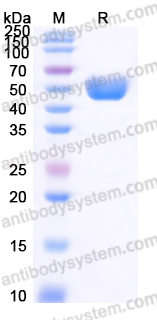 Recombinant Human CD172a/SIRPA Protein, C-His (Active)