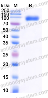 Recombinant Human CD172a/SIRPA Protein, C-mFc (IgG2a) (Active)