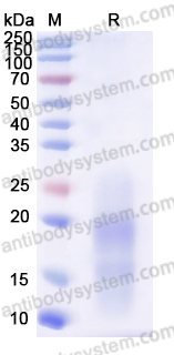 Recombinant Human CD269/BCMA Protein, C-His (Active)