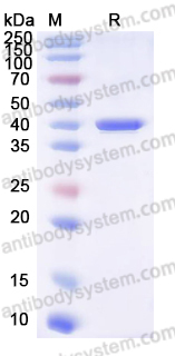 Recombinant Human CD269/BCMA Protein, C-Fc (Active)