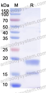 Recombinant Human CD269/BCMA Protein, C-Flag (Active)