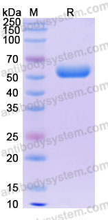 Biotinylated Human CD87/PLAUR/uPAR Protein, C-His-Avi