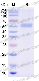 Recombinant Human CD87/PLAUR/uPAR Protein, C-His (Active)