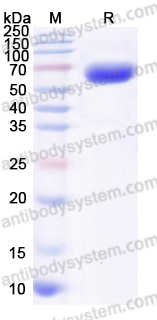 Recombinant Human TYRO3/DTK/SYK Protein, C-His (Active)