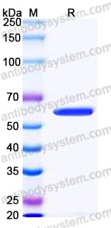 Recombinant Human CD137/TNFRSF9/4-1BB Protein, C-Fc (Active)