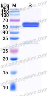 Recombinant Human CD137/TNFRSF9/4-1BB Protein, C-mFc (Active)