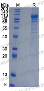 Recombinant Human LGALS3BP Protein, C-10*His (Active)