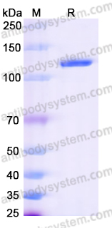 Recombinant Human CDH17/Cadherin-17 Protein, C-His (Active)