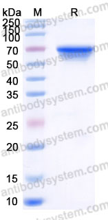 Recombinant Human CD215/IL15RA Protein, C-Fc (Active)