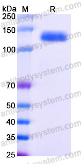 Recombinant Human PTK7/CCK-4 Protein, C-Fc (Active)