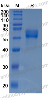 Recombinant Human ACVR2B/ACTR-IIB Protein, C-hFc-His (Active)