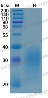 Recombinant Human BMPR2 Protein, C-His (Active)