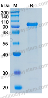 Recombinant Human SCARF1 Protein, C-hFc-His (Active)