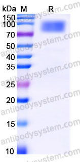 Recombinant Human CD213a2/IL13RA2 Protein, C-Fc (Active)