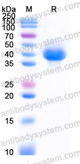 Biotinylated Human CD279/PD-1 Protein, C-His-Avi