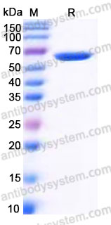 Recombinant Human CD279/PDCD1/PD1 Protein, C-mFc (Active)