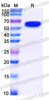 Recombinant Human CD279/PDCD1/PD1 Protein, C-Fc (Active)