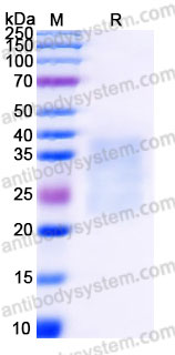 Recombinant Human CD279/PDCD1/PD1 Protein, C-His (Active)
