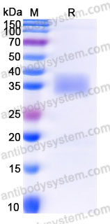 Recombinant Human CD279/PDCD1/PD1 Protein, C-His (Active)