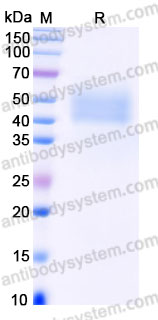 Recombinant Human CD111/NECTIN1 Protein, C-His (Active)