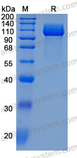 Recombinant Human NTRK3/TrkC Protein, C-hFc-His (Active)