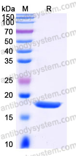 Recombinant Human IL17A Protein, Tag free (Active)