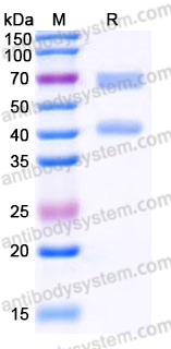 Recombinant Human CALCRL & RAMP1 Heterodimer, C-mFc (Active)