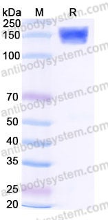 Recombinant Human SEZ6 Protein, C-9*His (Active)