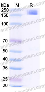 Recombinant Human SEZ6 Protein, C-mFc (IgG1) (Active)