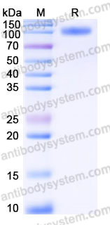 Recombinant Human IL23R Protein, C-Fc (Active)