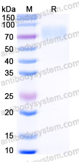 Recombinant Human CD276/B7-H3 Protein, C-His (Active)
