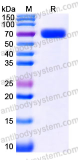 Recombinant Human CD276/B7-H3 Protein, C-Fc (Active)