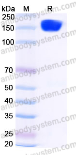 Recombinant Human CD276/B7-H3 Protein, C-Fc (Active)