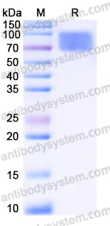 Recombinant Human NCR3LG1/B7-H6 Protein, C-Fc (Active)